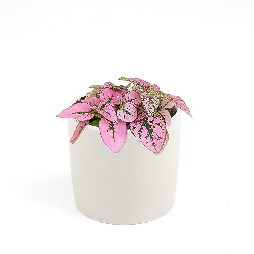 Pink Splash Houseplant J9148