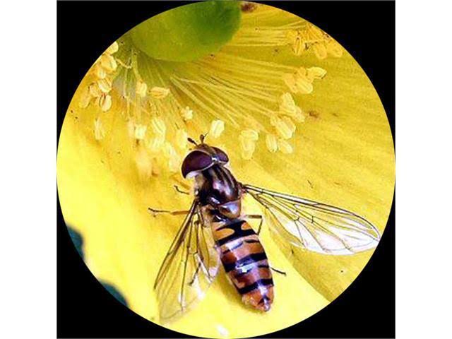 Binocular Stereo Zoom Microscope with WH10x Eyepieces Y500620