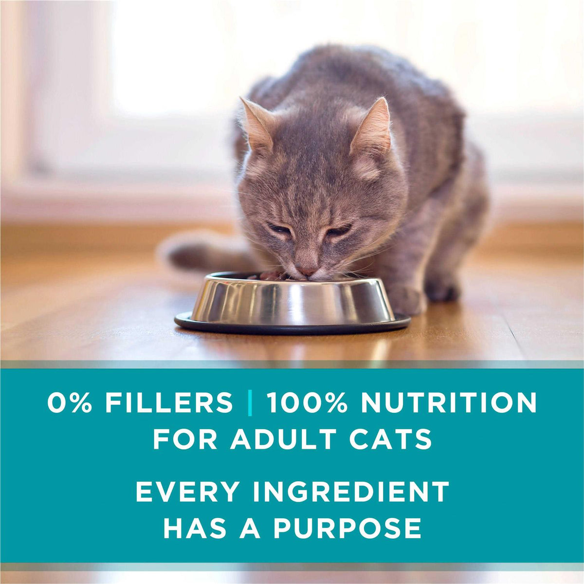 Wet Cat Food T5256