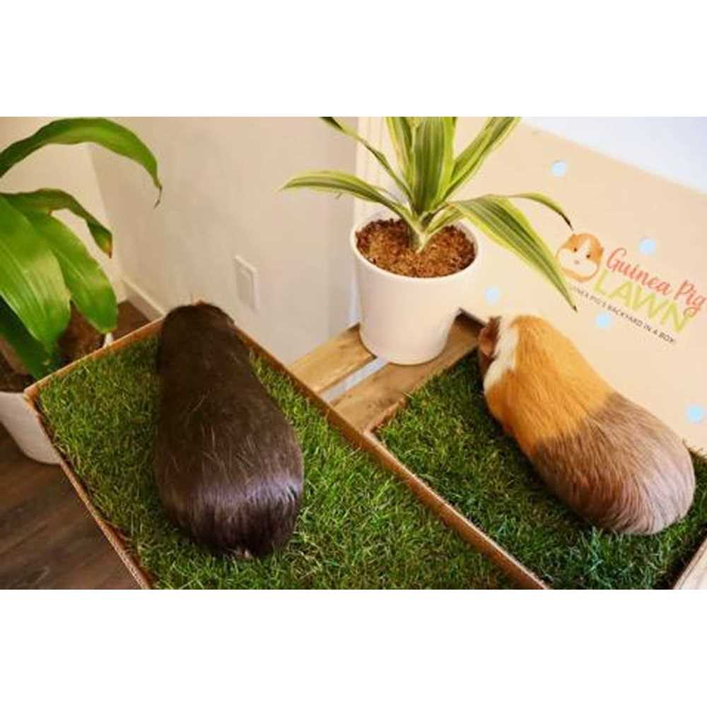 Pet Supplies P543298