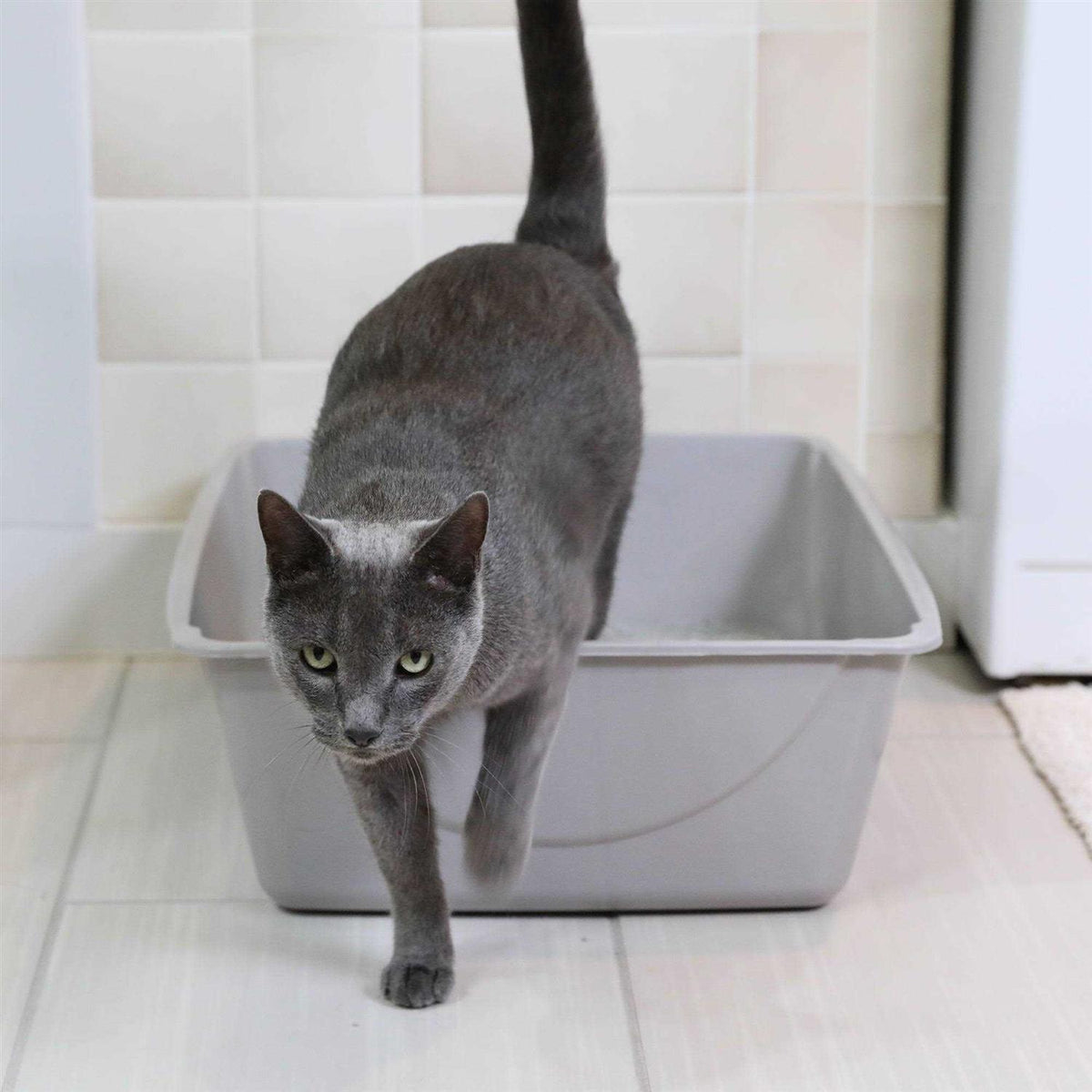 Litter Pan E776984