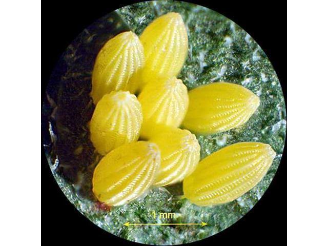 Trinocular Stereo Microscope, WH10x Eyepieces, 20x/40x/80x Magnification, 2x/4x Objective, Upper and Lower Halo L7747