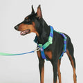 No-Pull Dog Harness X31279