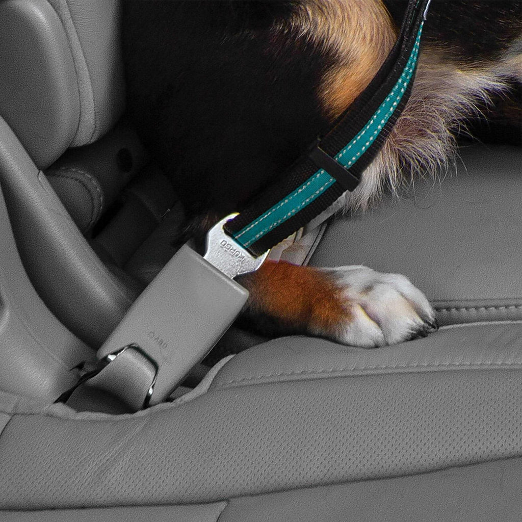Pet Tether Y843