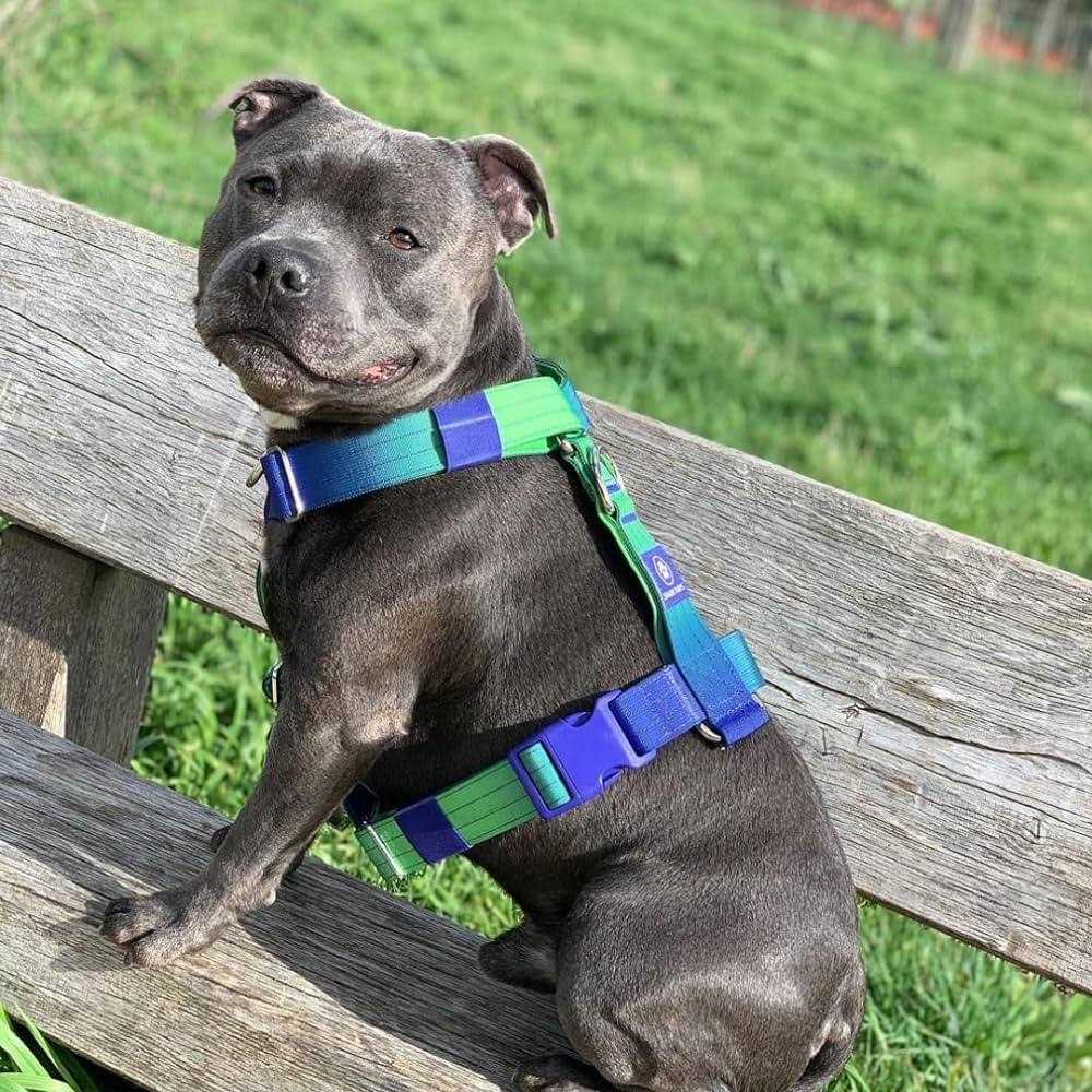 No-Pull Dog Harness X31279
